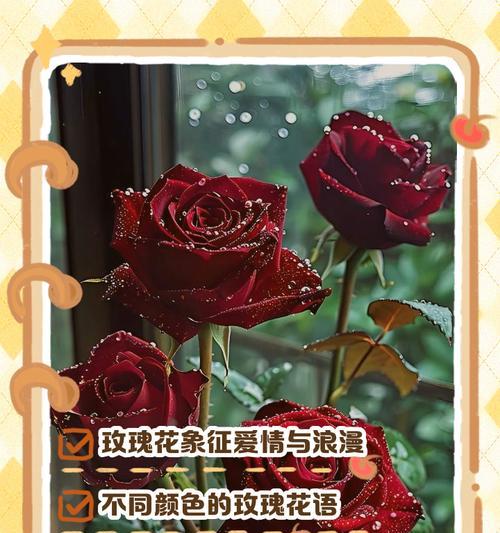 各色玫瑰花代表的寓意是什么？