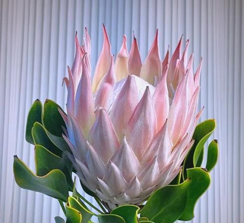白色帝王花象征什么？它的花语是什么？