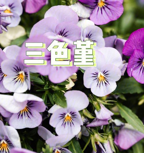 三色堇花的花语和寓意是什么？