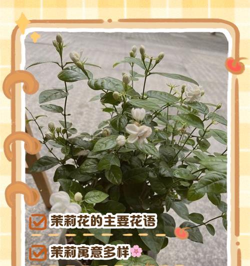 各色花都有哪些寓意和花语？如何解读花的颜色语言？