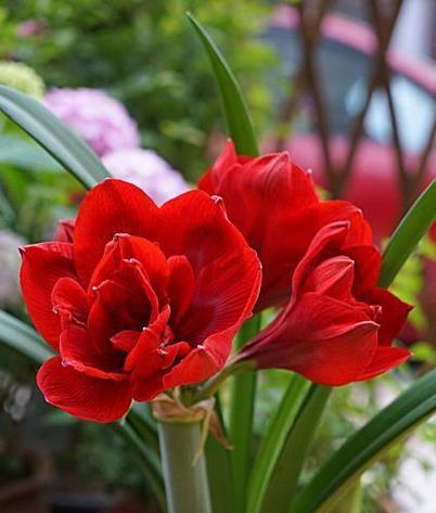 哪种花寓意不好的爱情？如何避免送错花？