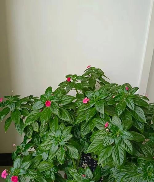 不同颜色的花在衣服上代表什么寓意？