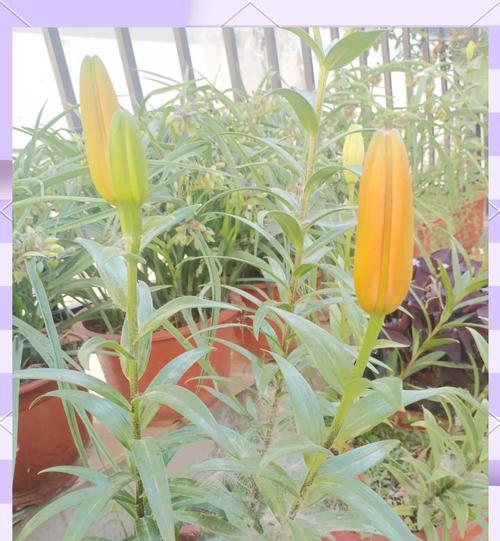 黄色双头百合花代表什么？