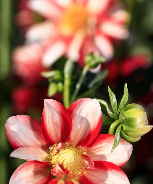 红色花象征虚伪吗？红色花的寓意是什么？