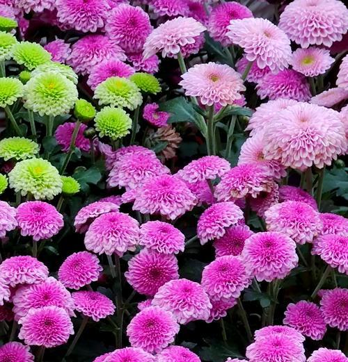 小菊的吉祥花语是什么？