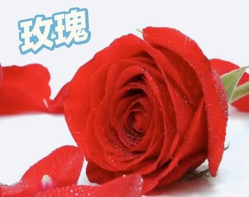 玫瑰花如何表达爱情？玫瑰花的象征意义是什么？