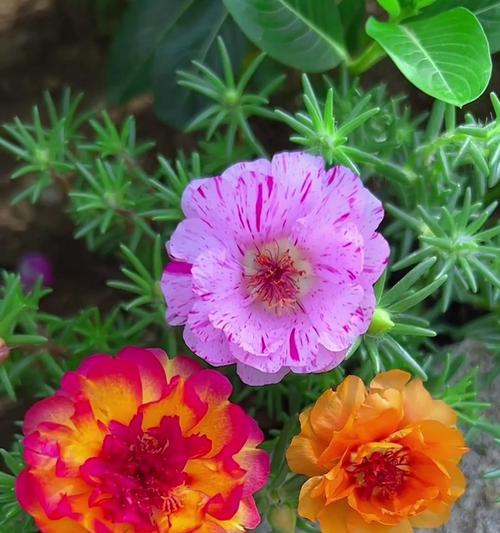 手捧牡丹太阳花有何寓意？它象征着什么？