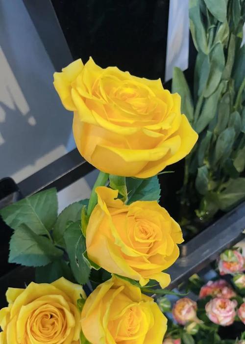 嫩黄色玫瑰花代表什么？它的花语是什么？