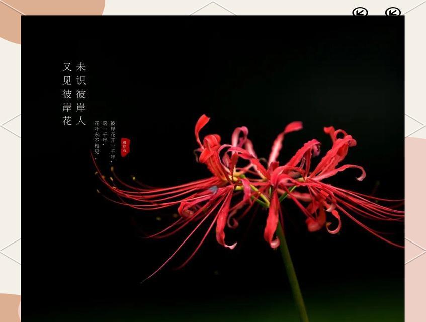 黑色彼岸花象征着什么？它的真正含义是什么？