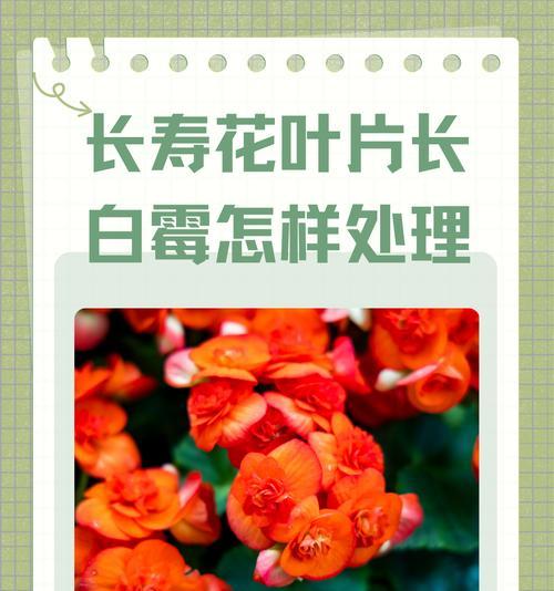 长寿花有哪些别称？它们的含义是什么？