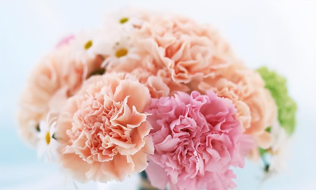 21朵粉色花代表什么？送花时应注意什么？