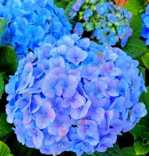 蓝色绣球花为何寓意背叛？