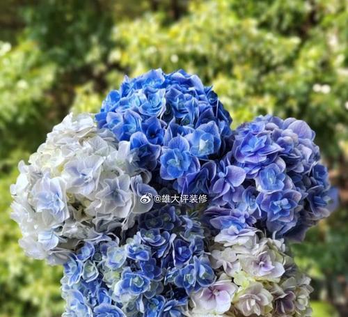 蓝色绣球花为何寓意背叛？