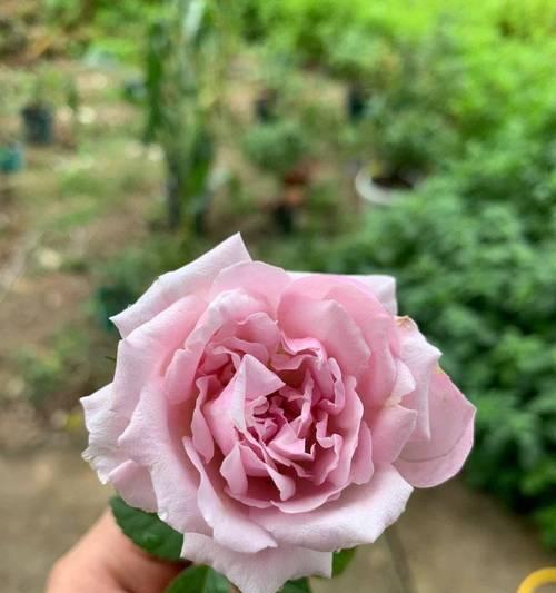 粉色树花代表什么意义？粉色花语有哪些？