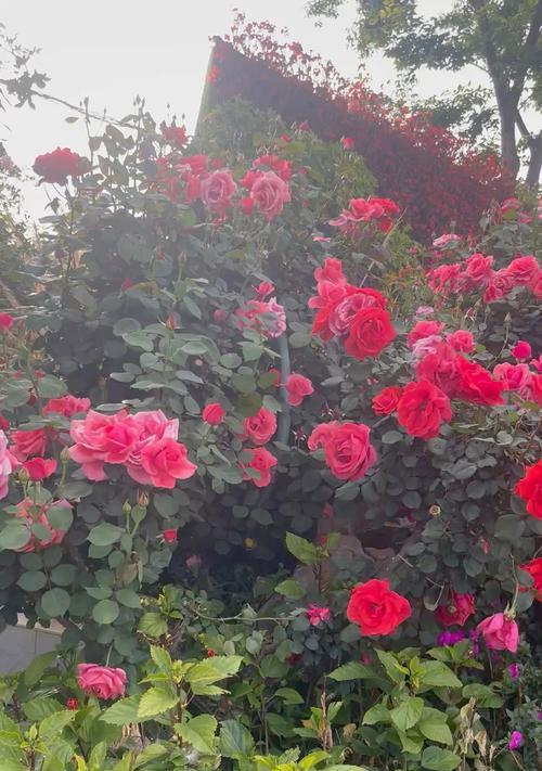 奥梅粉色花语是什么？奥梅粉色花代表什么？