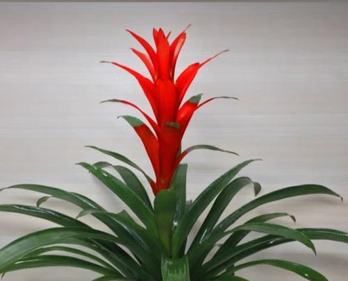 什么样的网名寓意吉祥花？
