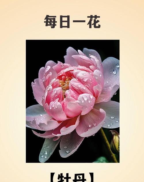 哪种花象征富贵动物？富贵动物的花有哪些特征？