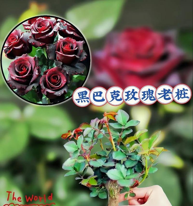 花语如何表达浪漫？浪漫的花语有哪些？