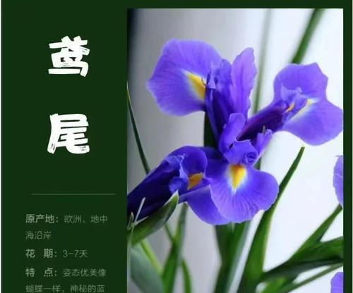 新娘手捧蓝色花有何寓意？蓝色花在婚礼中的象征意义是什么？