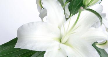 白色的花中哪一种寓意最好？白色花的寓意有哪些？
