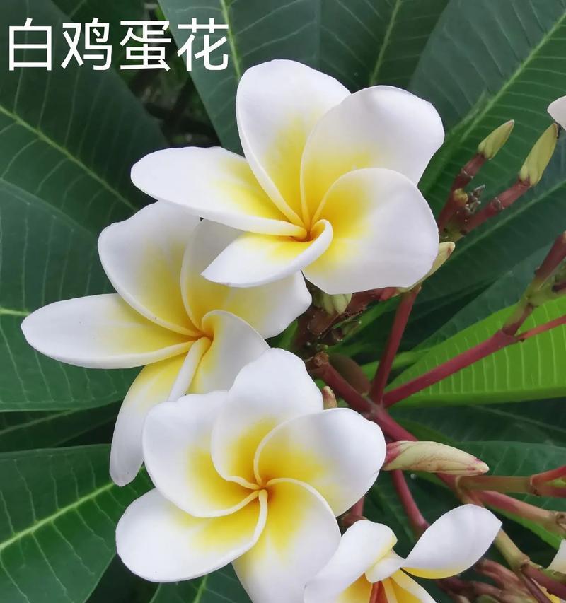 白色的花中哪一种寓意最好？白色花的寓意有哪些？