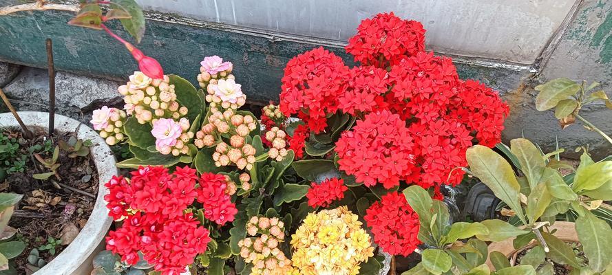 红色花和房子有什么关系？红色花在房子中的寓意是什么？