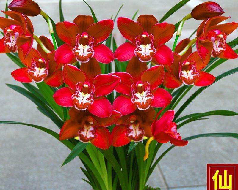 春节象征意义的花有哪些？春节送什么花有特殊含义？