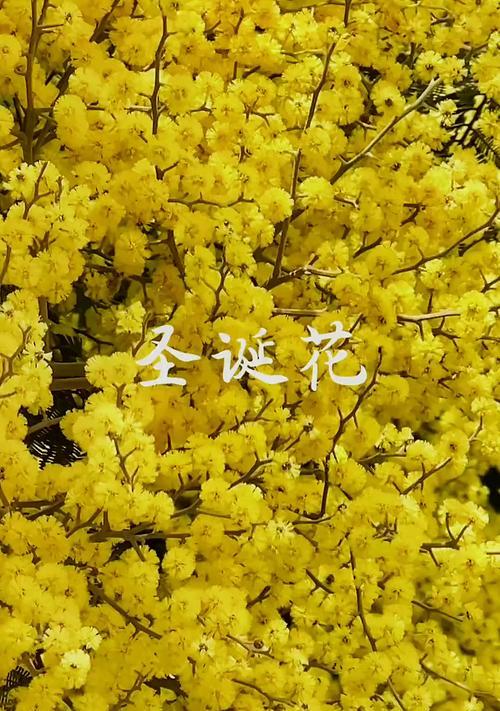黄色的花通常象征什么意义？