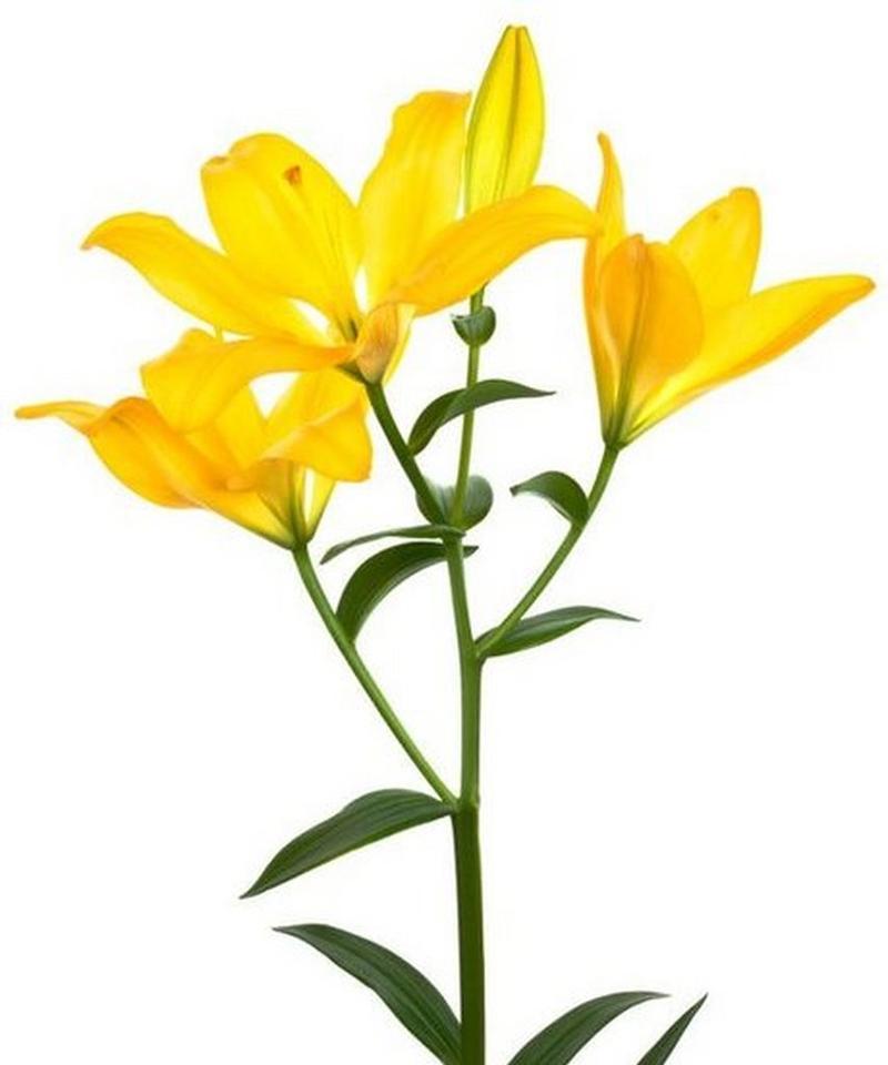 黄色的花通常象征什么意义？