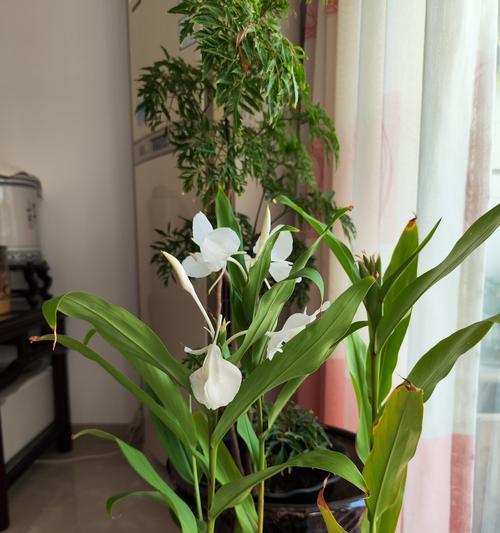 五色花为何不吉利？它的寓意和象征是什么？