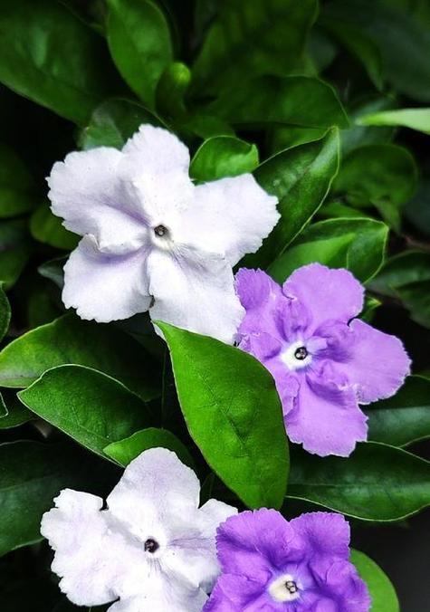 哪种花象征着爱情的贞洁？