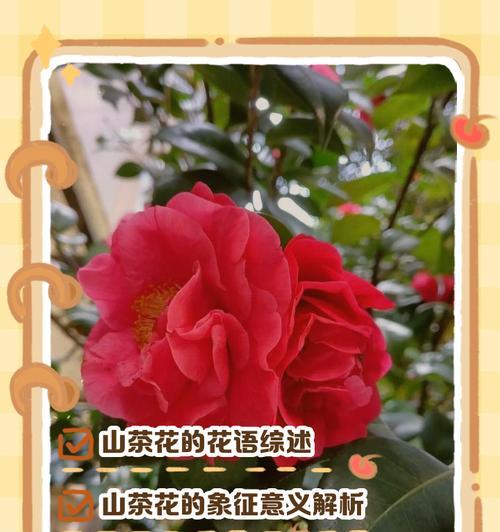 不同颜色的花代表什么含义？花的颜色有何象征意义？