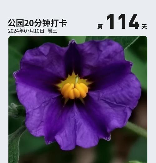 哪种花象征爱情和忠诚？爱情忠诚的花语是什么？