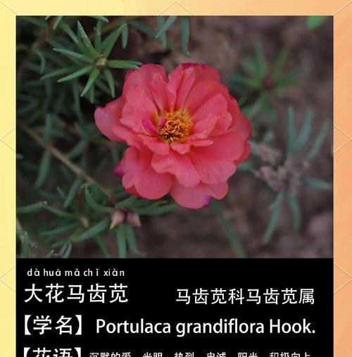 哪种花象征爱情和忠诚？爱情忠诚的花语是什么？