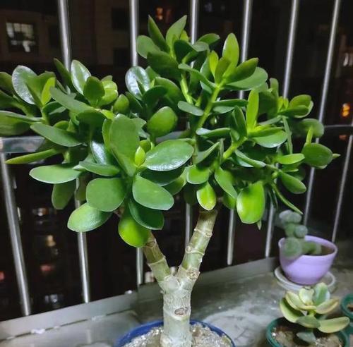 什么花象征健康长寿？