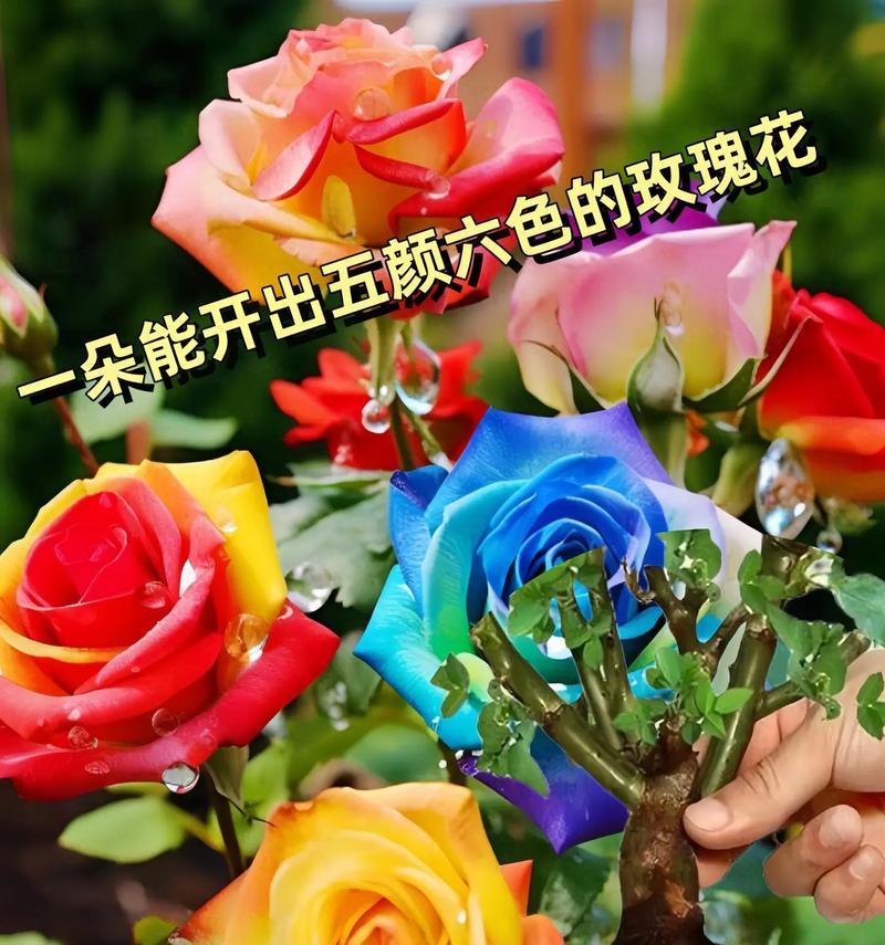哪些花象征着五颜六色的生活？