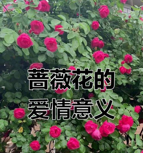 什么花象征着找到了爱情？