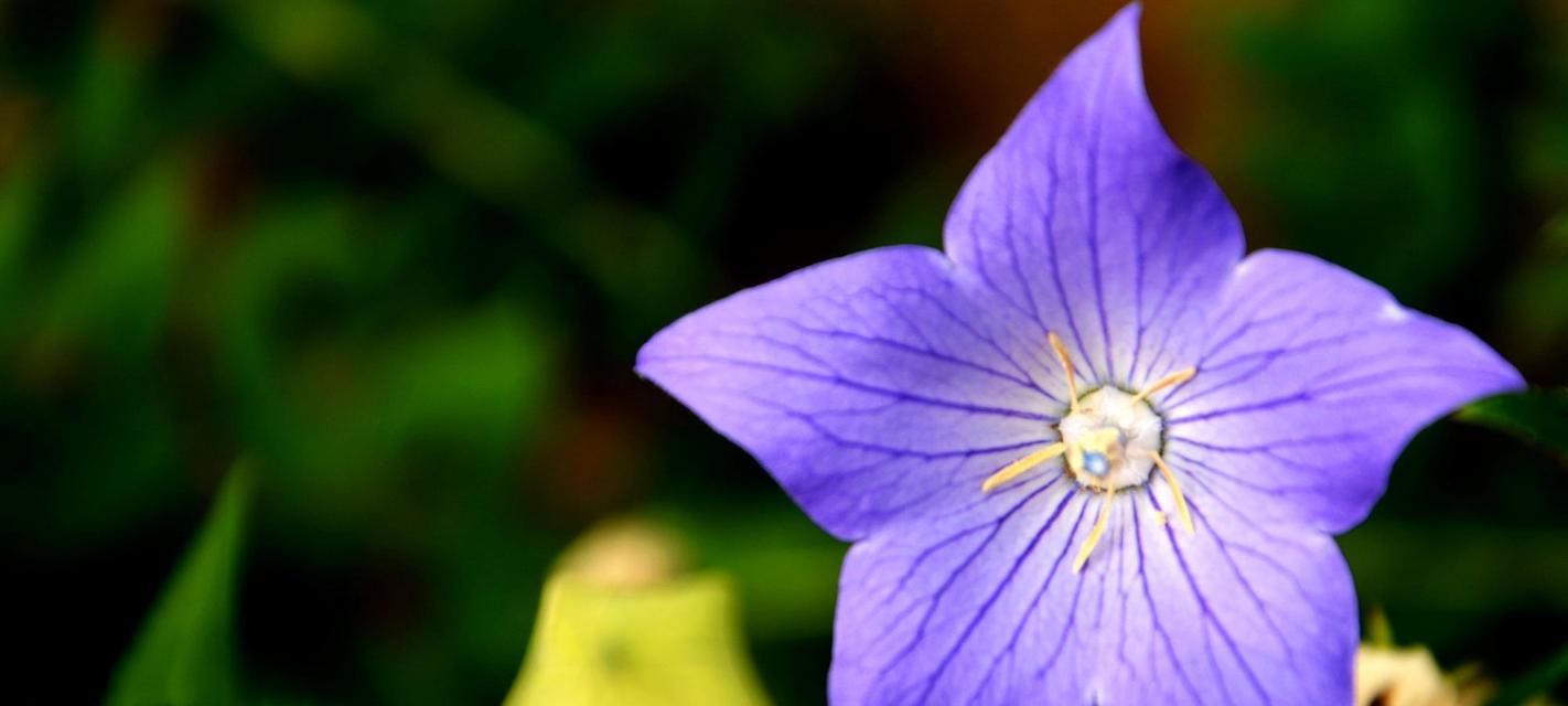 紫色桃树花的花语是什么？