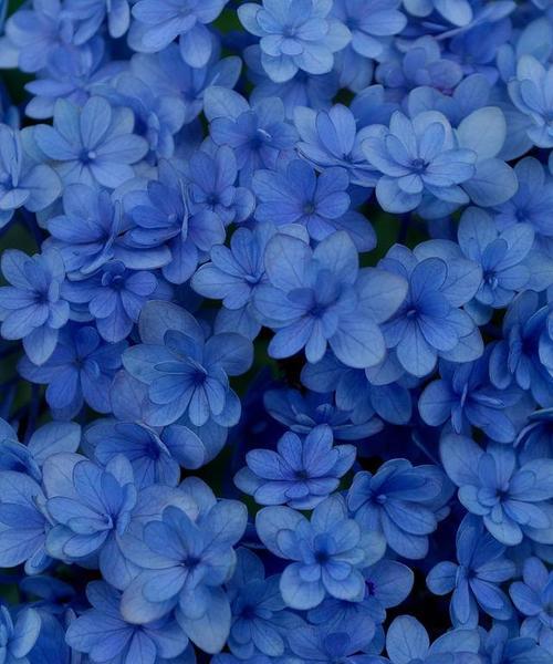 蓝色雏菊的花语是什么？它代表了哪些情感？