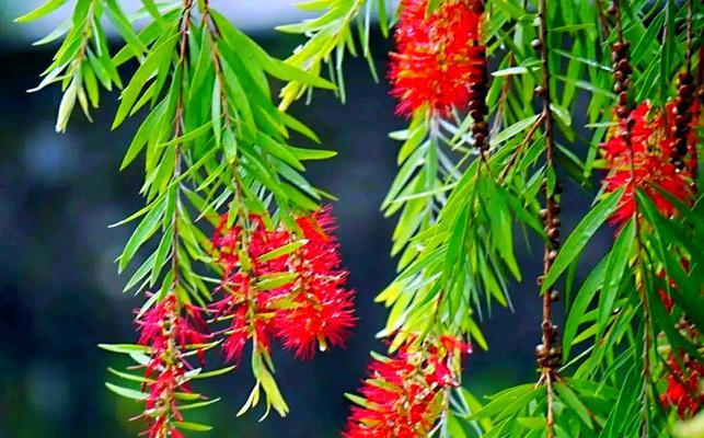 绿色垂柳的花语是什么？