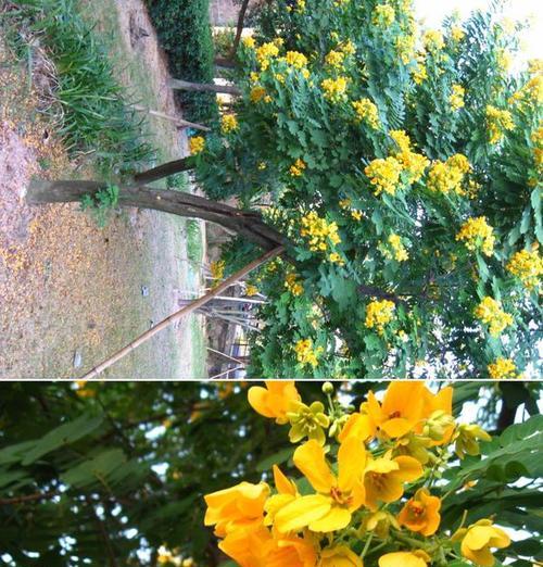 黄色花的树木代表什么？它们的寓意有哪些？