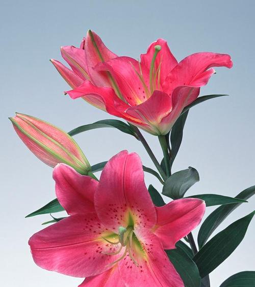 5只白色百合花的寓意是什么？白色百合花象征着什么？