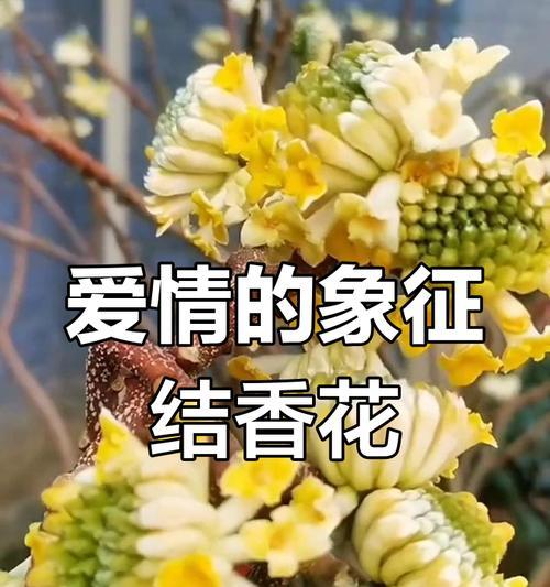 结香花如何象征吉祥如意？