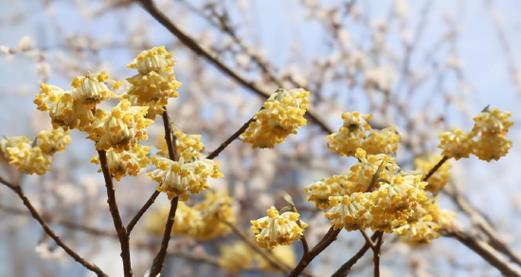 结香花如何象征吉祥如意？