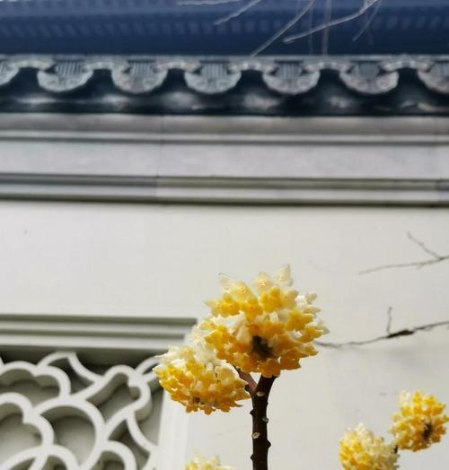 结香花如何象征吉祥如意？