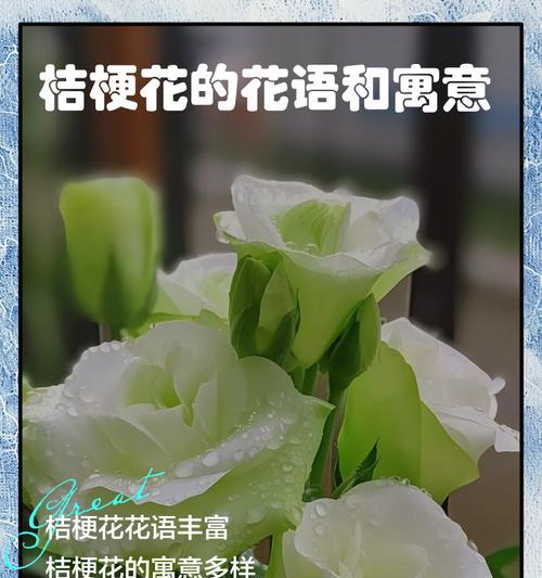 送长辈父亲花的寓意和花语是什么？