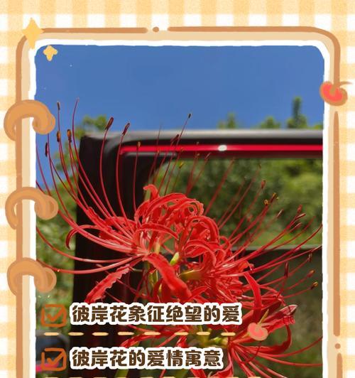 黄色彼岸花代表什么寓意和象征？