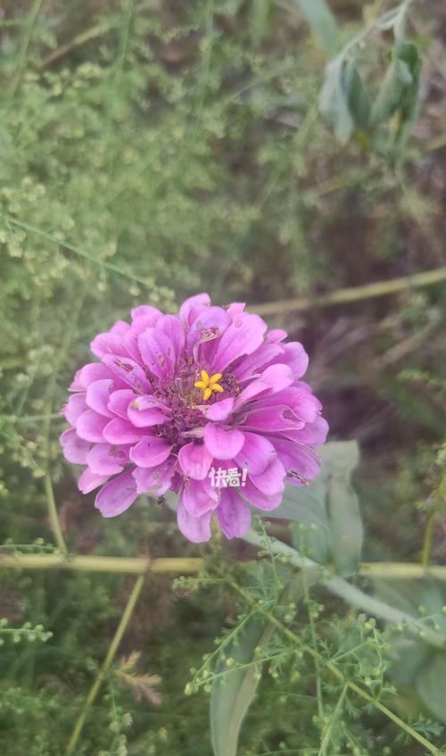 花的颜色代表什么？紫色橙色粉色花的寓意是什么？