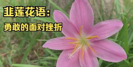 粉色鞋子的花语是什么？它代表了什么含义？