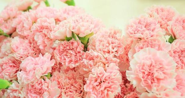 粉色花的花语大全是什么？粉色理论有哪些含义？